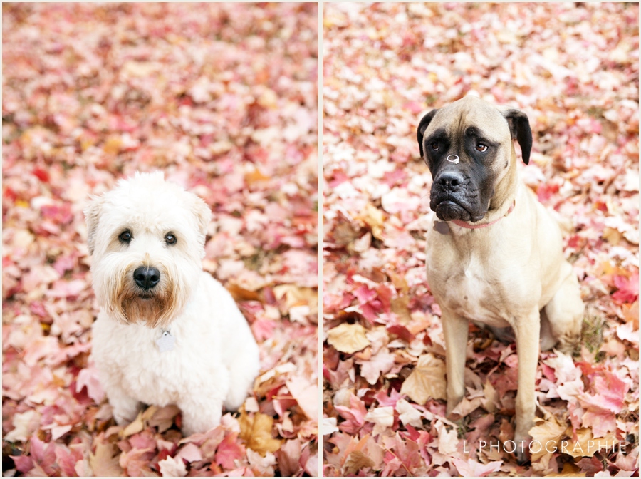 St. Louis Fall Engagement Photos with dogs forest park_007.jpg
